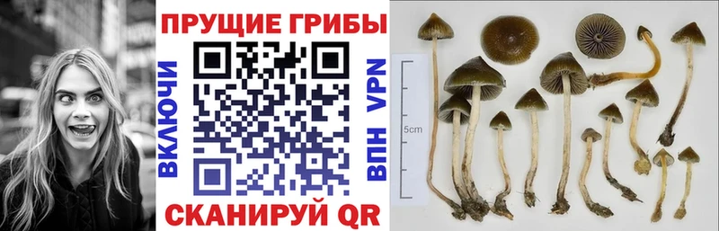 Псилоцибиновые грибы ЛСД  наркота  Пролетарск 